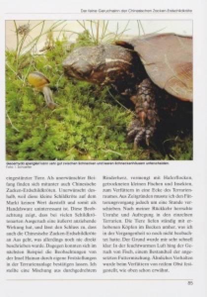 Preview: Zacken-Erdschildkröten